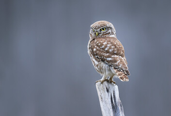 Little owl ( Athene noctua ) close up