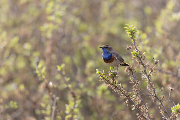 Bluethroat Luscinia svevica subsp. namnetum perching in Morbihan, France
