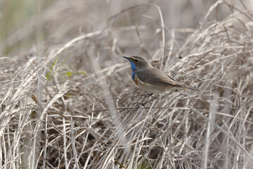Bluethroat Luscinia svevica subsp. namnetum perching in Morbihan, France