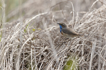 Bluethroat Luscinia svevica subsp. namnetum perching in Morbihan, France