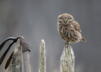 Little owl ( Athene noctua ) close up