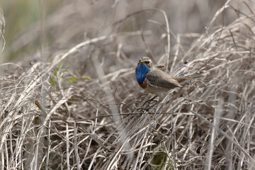 Bluethroat Luscinia svevica subsp. namnetum perching in Morbihan, France