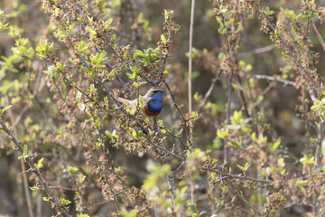 Bluethroat Luscinia svevica subsp. namnetum perching in Morbihan, France