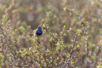 Bluethroat Luscinia svevica subsp. namnetum perching in Morbihan, France