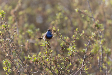Bluethroat Luscinia svevica subsp. namnetum perching in Morbihan, France