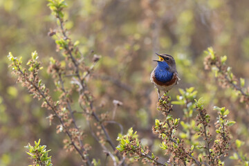 Bluethroat Luscinia svevica subsp. namnetum perching in Morbihan, France