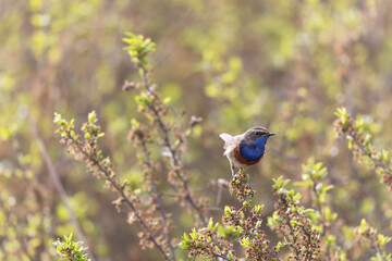 Bluethroat Luscinia svevica subsp. namnetum perching in Morbihan, France