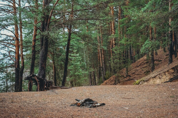 a extinguished bonfire in a deserted forest