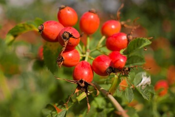 A large orange bunch of ripe rose hips lat. Rosa canina. Close-up, selective focus.