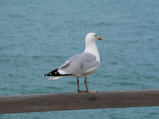Mouette