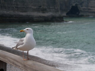 Obraz premium Mouette