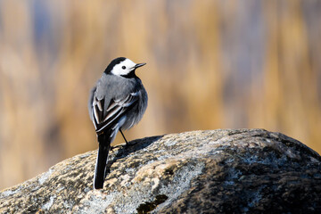Selective focus photo. White wagtail bird. Motacilla alba.