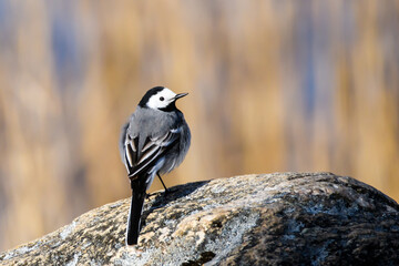 Selective focus photo. White wagtail bird. Motacilla alba.