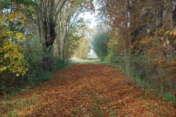 Waldzauber in Mecklenburg