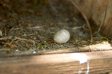 Egg, Nest, Bird, Vogel, 