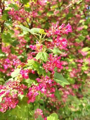 Blood_currant_blossom
