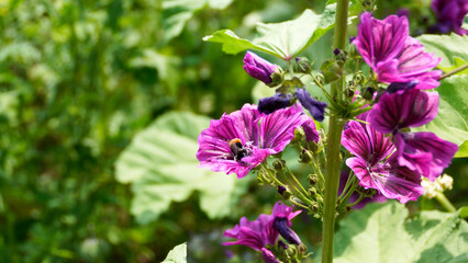 Hummel, Blüte, Malve, Biene, Pflanze, Frühling, Bees, Insekten, Insecta