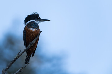 Kingfisher great, bird of the Argentine, Chilean Patagonia. Perched on a branch in the sun. - obrazy, fototapety, plakaty