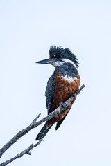 Kingfisher posing on a branch in Patagonia.