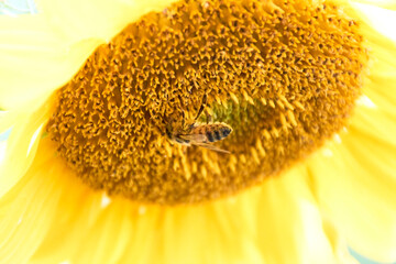 Hummel, Blüte, Sonnenblume, Biene, Pflanze, Frühling, Bees, Insekten, Insecta, Gelb