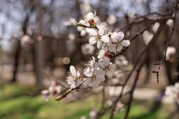 Fruit tree blooming in spring in the park