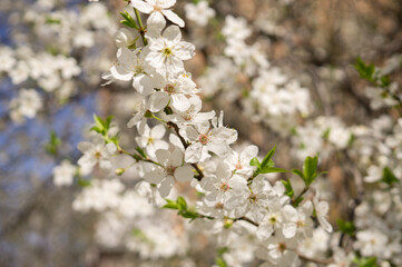Fruit tree blooming in spring in sunlight