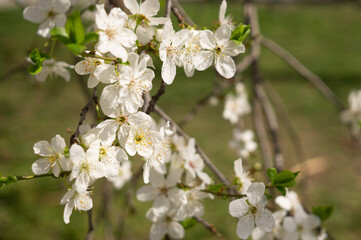 Fruit tree blooming in spring