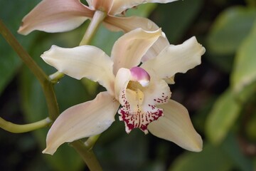 white orchid flower