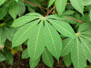 Fototapeta na wymiar Close up of raindrops on the surface of cassava leaves