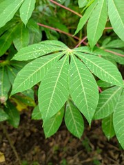 cassava leaves