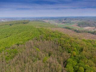 Beautiful forest on Bilogora, near village Zrinski Topolovac