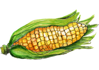 Corn on the cob on a white background.Idea for summer time.Print on mags,plates,kitchen towels.