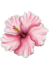 Pink Hibiscus flower on a white background.Idea for print on dresses,t-shirts,cups,bags,stickers.Idea for spring and summer time.