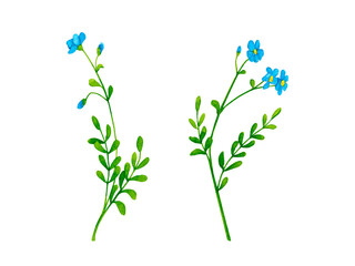 Fototapeta na wymiar Forget-me-not. Wildflowers. Hand-drawn watercolor clipart set. Design elements for cards, invitations, posters, fabric prints, patterns.