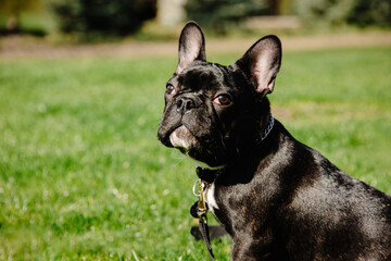 Fototapeta premium french bulldog portrait