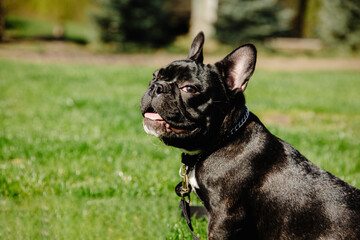 french bulldog portrait