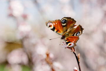 Butterfly on a tree, Butterfly Aglais io, peacock butterfly sitting on the flower. Selective focus....