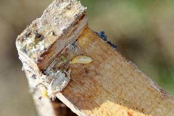 Parasitoid of Wax moth. Pests of active hives. Parasitoid of Galleria mellonella caterpillar. 