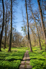 Obraz premium Stone path in the spring forest