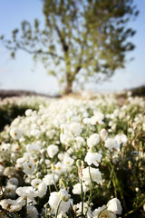 photo with low angle of buttercup spring flowers. Selective focus