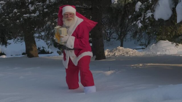 Santa Claus on Xmas Eve in the snowy forest. Hurrying outgoing senior man with real white beard Father Christmas among firs and pines. 