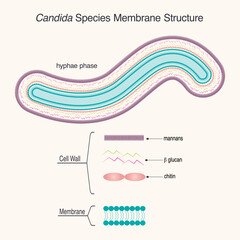 Diagram of Candida yeast species membrane structure - obrazy, fototapety, plakaty