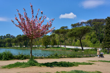 Villa Ada city park in the spring, Rome