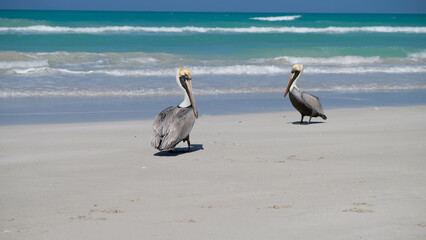 pelicans on the beach