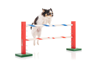 Chihuahua jumping an agility obstacle