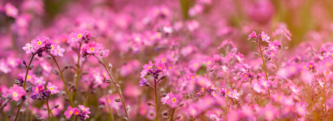 Little pink spring flowers; veronica speedwell. Springtime garden with beautiful pink flowers.