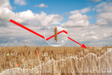 Global and European grain and wheat crisis after Russia's invasion of Ukraine. Embargo and sanction...