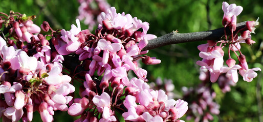 Blossom tree flowers blooming in late spring.