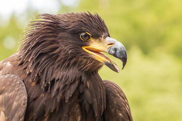 Portrait of a young bald eagle with an open beak.