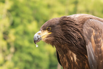 Portrait of a young bald eagle with an open beak.